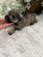 Sophie, a female Miniature Schnauzer for sale in Broxton, GA – 3 of 3
