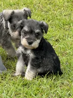 Paisley, a female Miniature Schnauzer for sale in Broxton, GA – 1 of 6