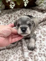 Billy , a male Miniature Schnauzer for sale in Broxton, GA – 4 of 6