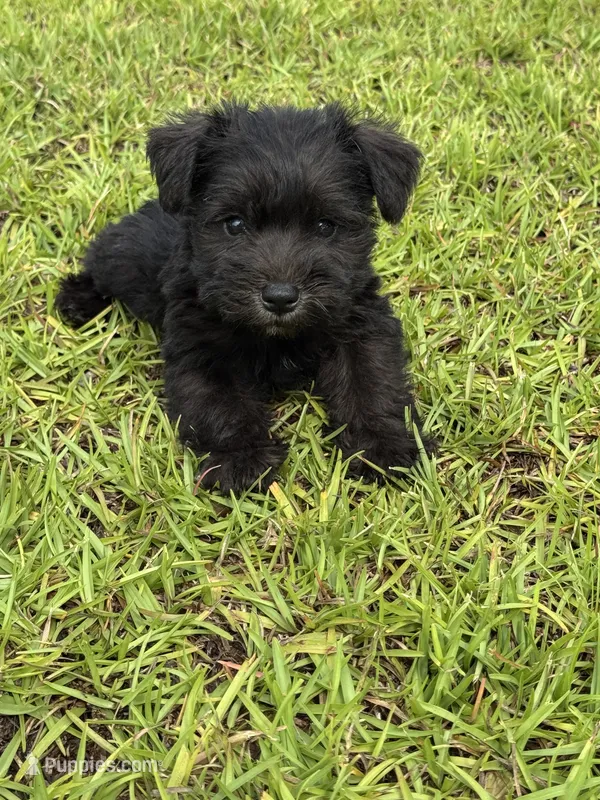 Raven – Miniature Schnauzer puppy for sale in Broxton, GA