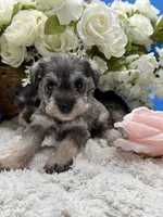 Princess , a female Miniature Schnauzer for sale in Broxton, GA – 3 of 6