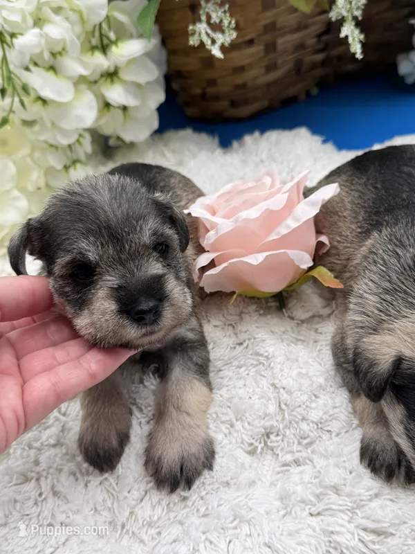 Miley – Miniature Schnauzer puppy for sale in Broxton, GA