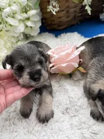Miley, a female Miniature Schnauzer for sale in Broxton, GA – 1 of 3