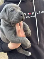 Zara, a female Cane Corso for sale in Broxton, GA – Photo 2 of 5