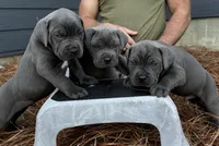 Zara, a female Cane Corso for sale in Broxton, GA – Photo 4 of 5
