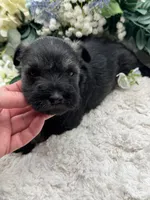 Allie, a female Miniature Schnauzer for sale in Broxton, GA – Photo 2 of 9