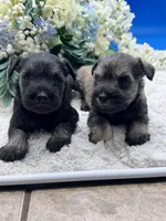 Allie, a female Miniature Schnauzer for sale in Broxton, GA – Photo 9 of 9