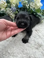 Allie, a female Miniature Schnauzer for sale in Broxton, GA – Photo 6 of 9