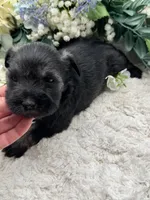 Allie, a female Miniature Schnauzer for sale in Broxton, GA – Photo 8 of 9