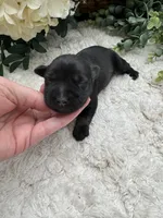 Allie, a female Miniature Schnauzer for sale in Broxton, GA – Photo 4 of 9