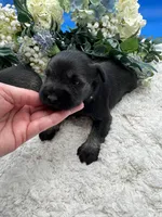 Allie, a female Miniature Schnauzer for sale in Broxton, GA – Photo 7 of 9