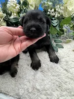 Allie, a female Miniature Schnauzer for sale in Broxton, GA – Photo 3 of 9