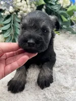 Allie, a female Miniature Schnauzer for sale in Broxton, GA – Photo 1 of 9