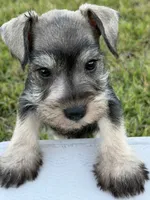 Bentley , a male Miniature Schnauzer for sale in Broxton, GA – 4 of 5