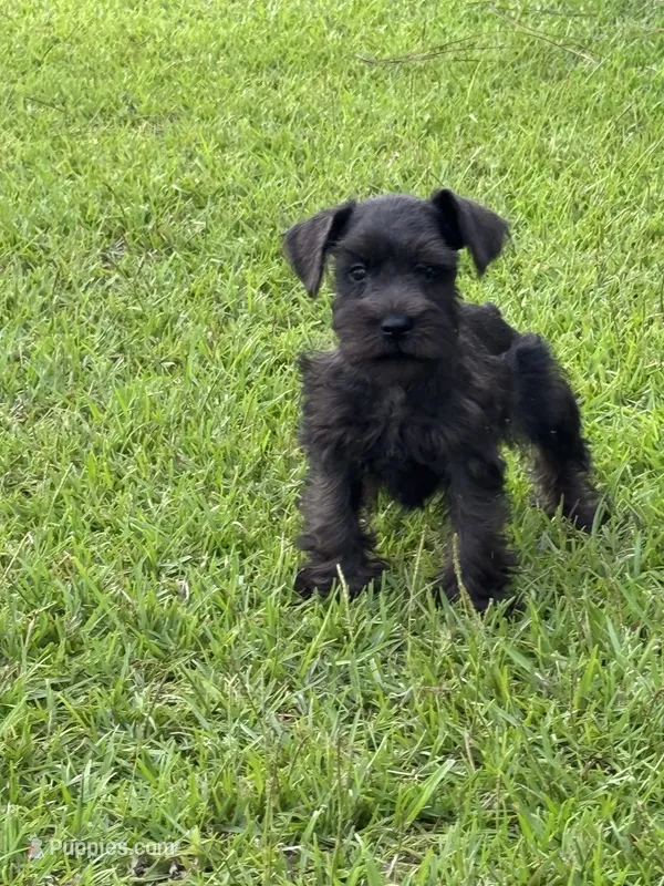 Tilley  – Miniature Schnauzer puppy for sale in Broxton, GA