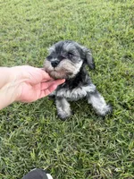 Boomer, a male Miniature Schnauzer for sale in Broxton, GA – 4 of 5