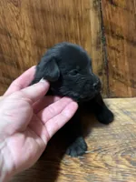 Black female, a female Miniature Schnauzer for sale in Broxton, GA – 1 of 2
