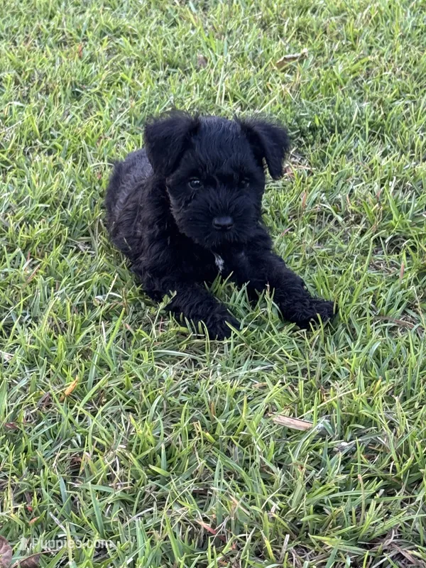 Remy – Miniature Schnauzer puppy for sale in Broxton, GA