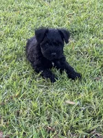Remy, a male Miniature Schnauzer for sale in Broxton, GA – 1 of 4
