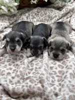 Tiny Tim, a male Miniature Schnauzer for sale in Broxton, GA – 3 of 3