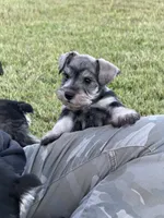 Bentley , a male Miniature Schnauzer for sale in Broxton, GA – 5 of 5