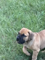 Diva, a female Boerboel for sale in Broxton, GA – 4 of 5