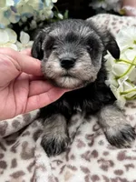 Timmy, a male Miniature Schnauzer for sale in Broxton, GA – 7 of 10