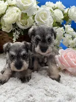 Princess , a female Miniature Schnauzer for sale in Broxton, GA – 5 of 6