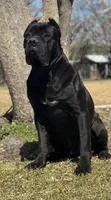 Raven, a female Cane Corso for sale in Broxton, GA – Photo 6 of 6