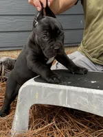 Raven, a female Cane Corso for sale in Broxton, GA – Photo 5 of 6
