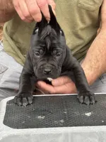 Raven, a female Cane Corso for sale in Broxton, GA – Photo 3 of 6