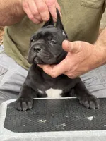 Raven, a female Cane Corso for sale in Broxton, GA – Photo 2 of 6