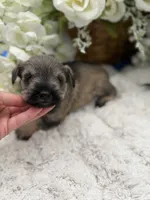 Sophie, a female Miniature Schnauzer for sale in Broxton, GA – 1 of 3