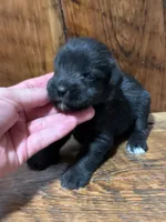 Stella, a female Miniature Schnauzer for sale in Broxton, GA – 2 of 2