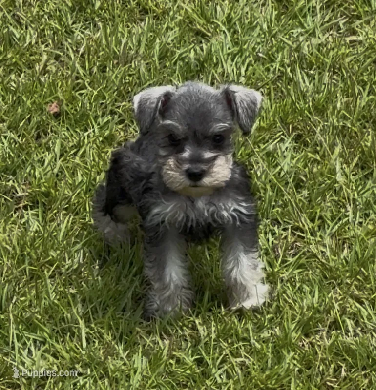 Paisley – Miniature Schnauzer puppy for sale in Broxton, GA