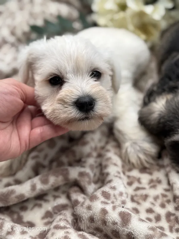 White male – Miniature Schnauzer puppy on hold in Broxton, GA