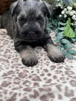 Parker, a male Miniature Schnauzer for sale in Broxton, GA – Photo 5 of 5