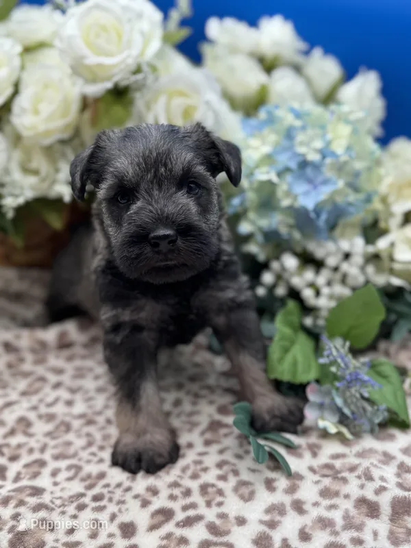 Parker – Miniature Schnauzer puppy for sale in Broxton, GA