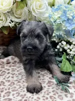 Parker, a male Miniature Schnauzer for sale in Broxton, GA – Photo 3 of 5