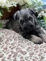 Parker, a male Miniature Schnauzer for sale in Broxton, GA – Photo 2 of 5