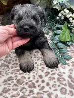 Parker, a male Miniature Schnauzer for sale in Broxton, GA – Photo 4 of 5