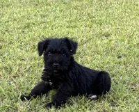 Remy, a male Miniature Schnauzer for sale in Broxton, GA – 4 of 4