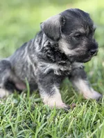 Brody, a male Miniature Schnauzer for sale in Broxton, GA – 4 of 5