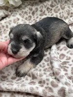 Parker, a male Miniature Schnauzer for sale in Broxton, GA – 3 of 3