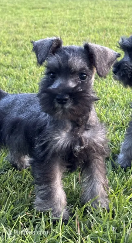 Daisy – Miniature Schnauzer puppy for sale in Broxton, GA