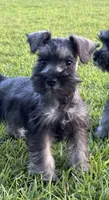 Daisy, a female Miniature Schnauzer for sale in Broxton, GA – 1 of 2