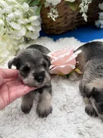 Miley, a female Miniature Schnauzer for sale in Broxton, GA – 3 of 3
