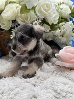 Princess , a female Miniature Schnauzer for sale in Broxton, GA – 6 of 6