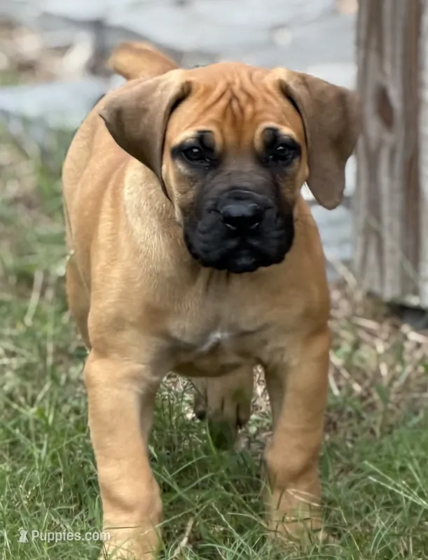 Diva – Boerboel puppy for sale in Broxton, GA