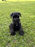 Black female, a female Miniature Schnauzer for sale in Broxton, GA – 2 of 6